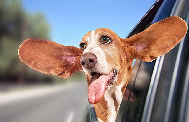 A dog with the head out of the window